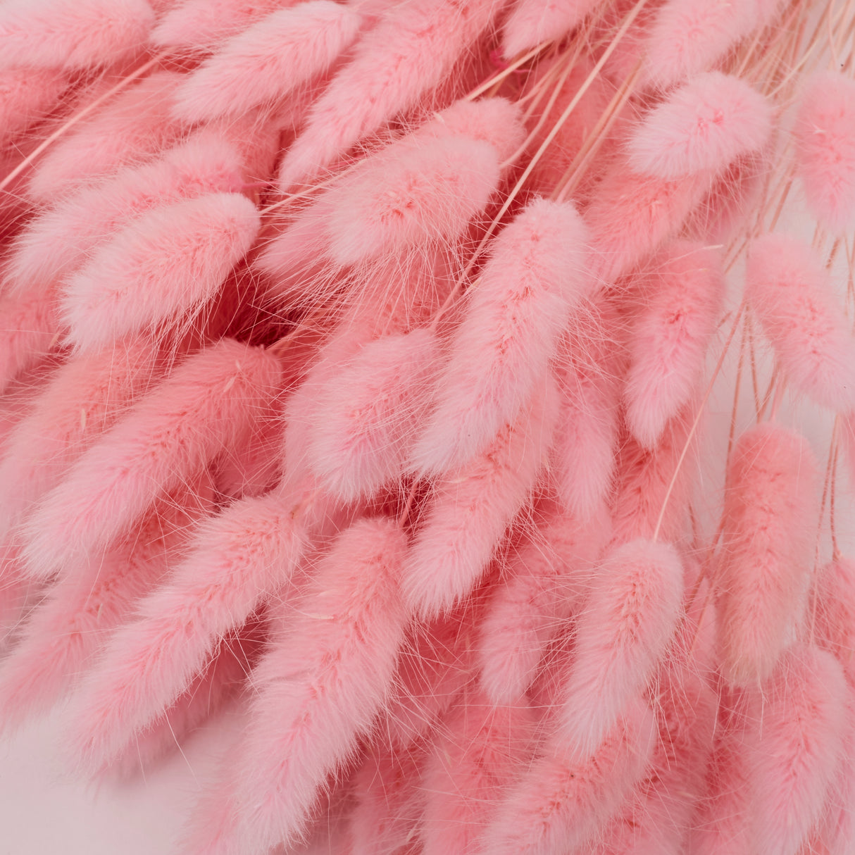 Lagurus ovatus, (Bunny Tails), Dried, Pale Pink, 100g