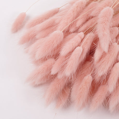 Lagurus ovatus, (Bunny Tails), Dried, Pale Pink, 100g