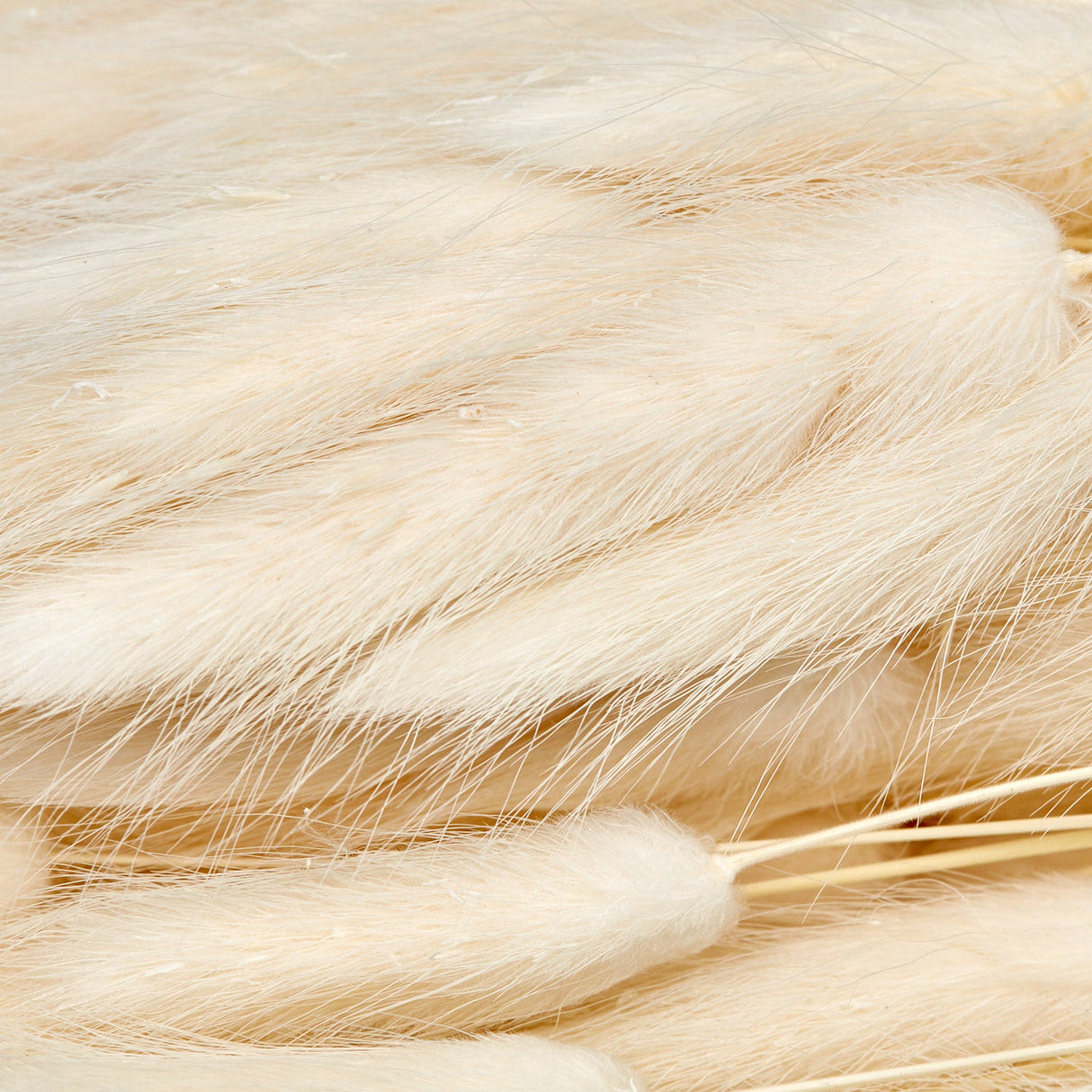 Lagurus Ovatus, (Bunny Tails), Dried, White, 100g