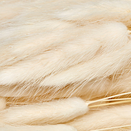 Lagurus Ovatus, (Bunny Tails), Dried, White, 100g