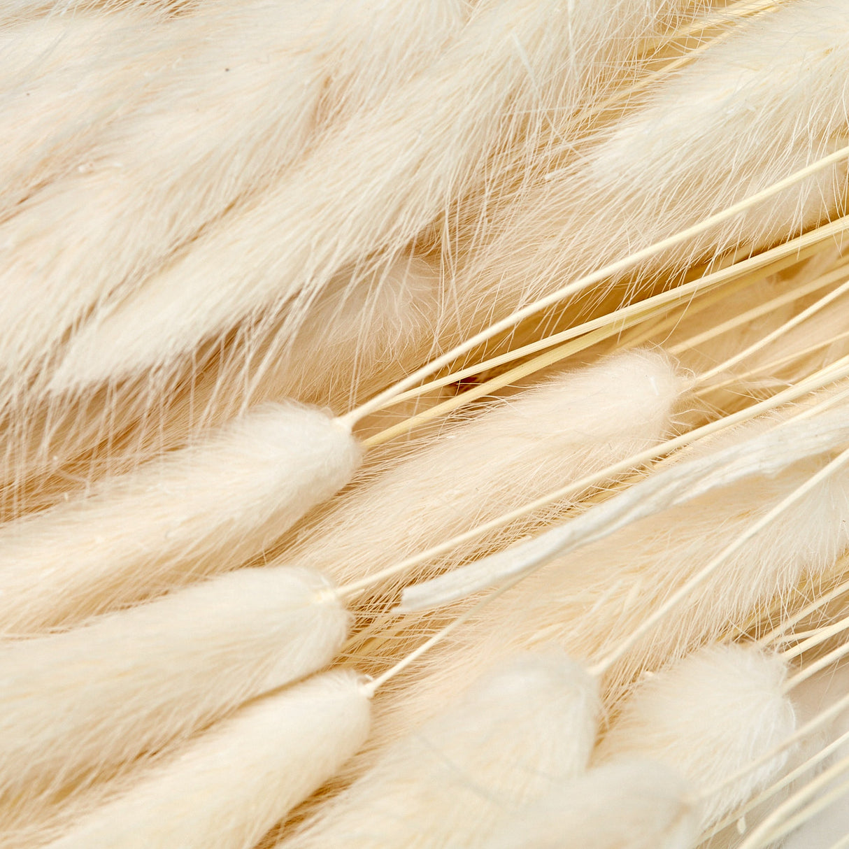 Lagurus Ovatus, (Bunny Tails), Dried, White, 100g