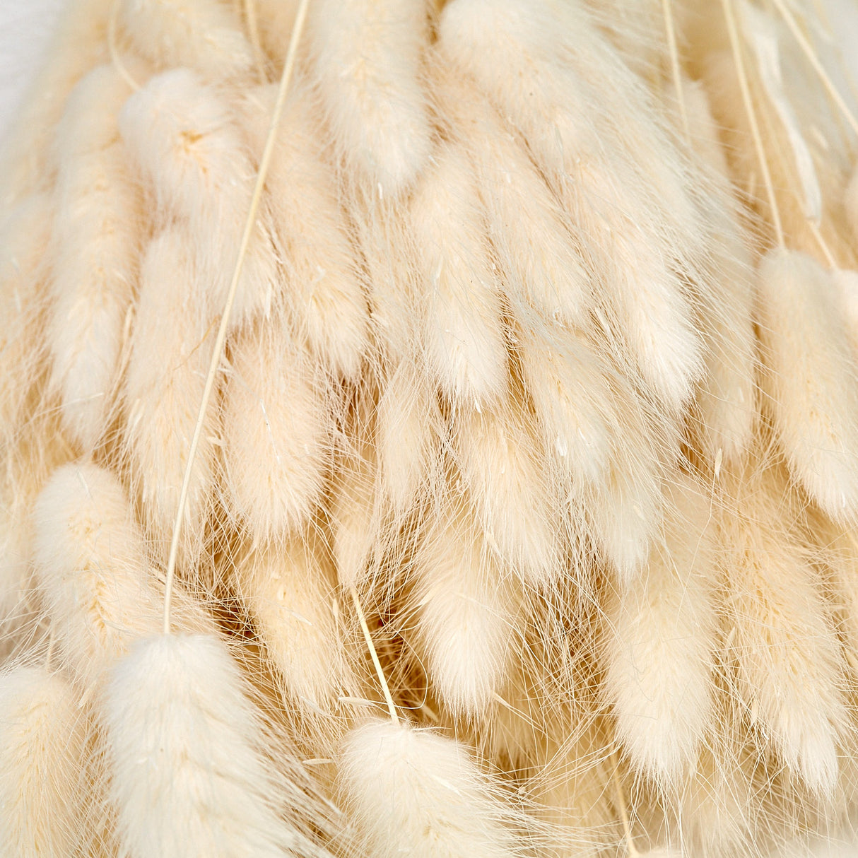 Lagurus Ovatus, (Bunny Tails), Dried, White, 100g