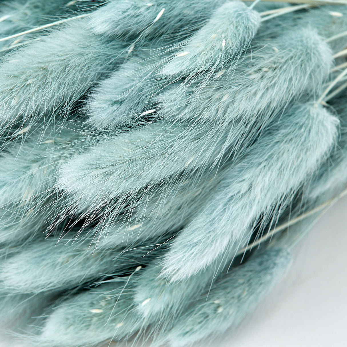 Lagurus ovatus, (Bunny Tails), Dried, Grey, 100g
