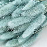 Lagurus ovatus, (Bunny Tails), Dried, Grey, 100g