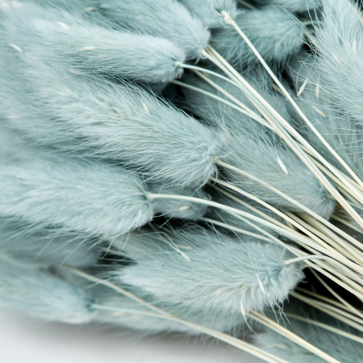 Lagurus ovatus, (Bunny Tails), Dried, Grey, 100g