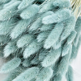 Lagurus ovatus, (Bunny Tails), Dried, Grey, 100g