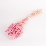 Lagurus ovatus, (Bunny Tails), Dried, Lilac, 100g