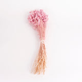 Lagurus ovatus, (Bunny Tails), Dried, Lilac, 100g