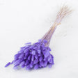 Lagurus ovatus (Bunny Tails) Milka, 100g