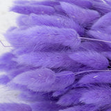Lagurus ovatus (Bunny Tails) Milka, 100g