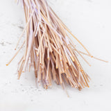 Lagurus ovatus (Bunny Tails) Milka, 100g