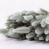 Lagurus ovatus (Bunny Tails) Petrol Grey, 100g