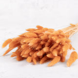 Lagurus ovatus (Bunny Tails) Terracotta, 100g