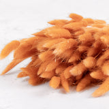 Lagurus ovatus (Bunny Tails) Terracotta, 100g