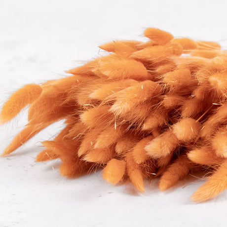 Lagurus ovatus (Bunny Tails) Terracotta, 100g