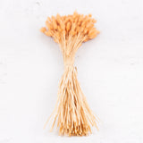 Lagurus ovatus (Bunny Tails) Terracotta, 100g