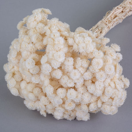 This image shows a bunch of dried, white helichrysum immortelle against a grey background