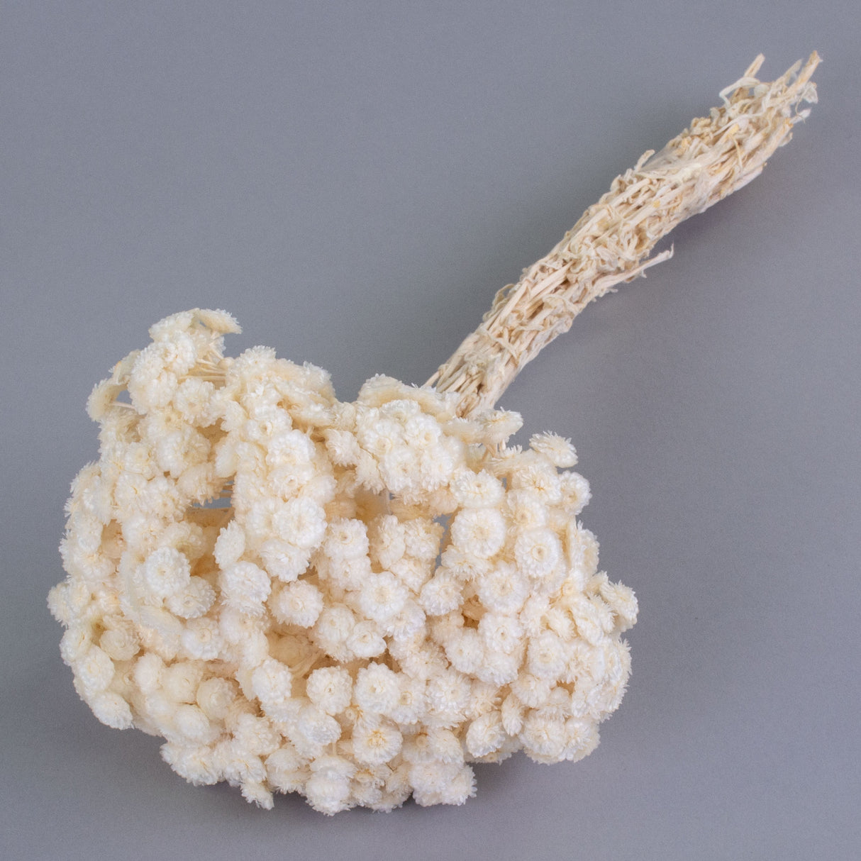 This image shows a bunch of dried, white helichrysum immortelle against a grey background