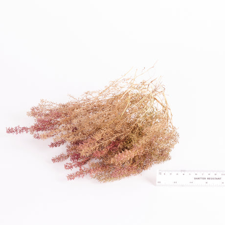 Sea Moss (Teloxis aristate),  Full Box, 80 x 38 x 35cm