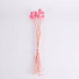 Craspedia, Pink, Bunch x 15 Stems