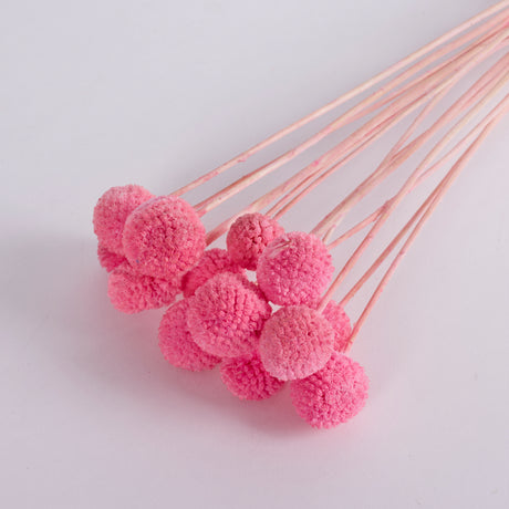 Craspedia, Pink, Bunch x 15 Stems
