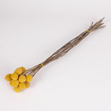 Craspedia, Dried, Natural Yellow, 15 Stem Bunch