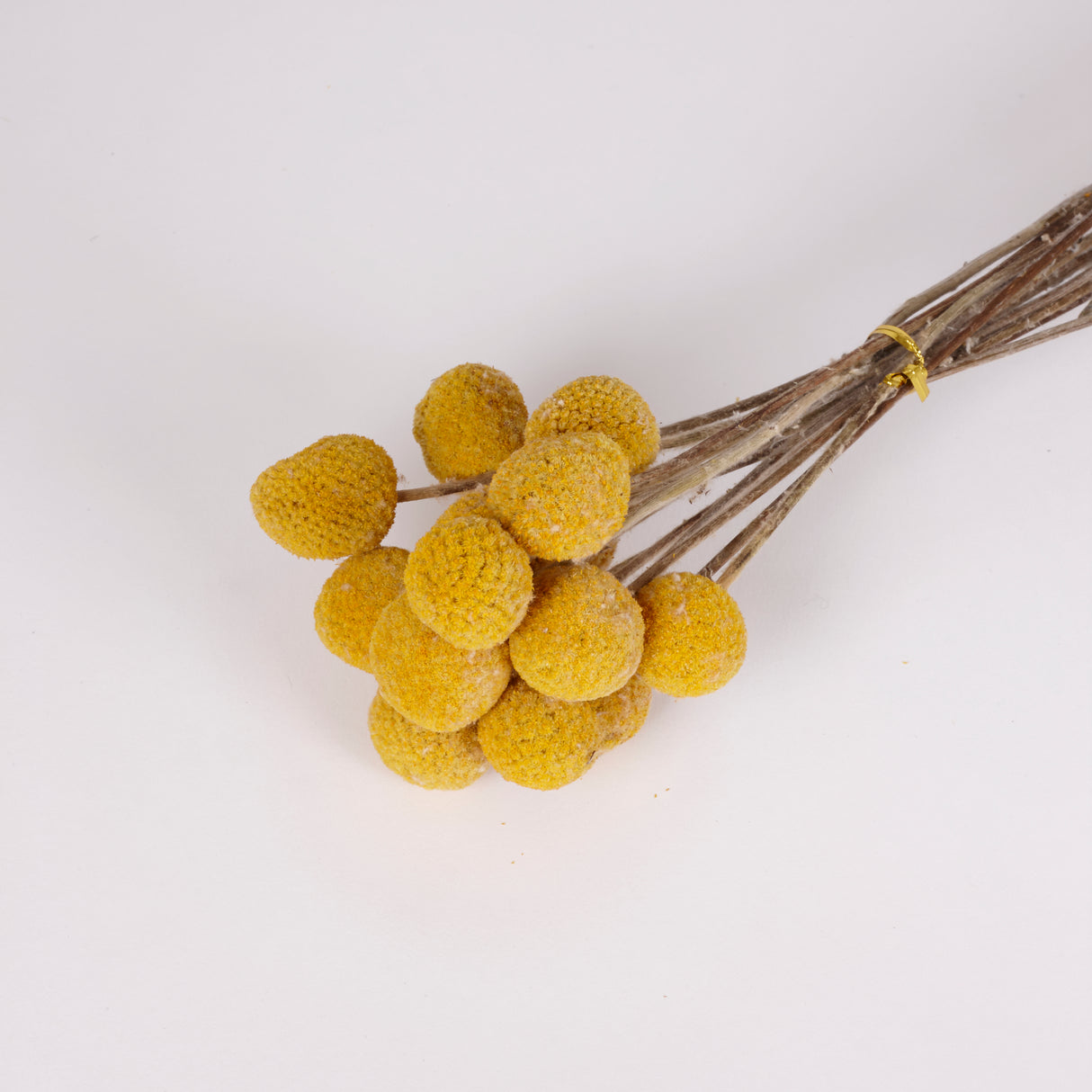 Craspedia, Dried, Natural Yellow, 15 Stem Bunch
