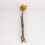 Craspedia, Dried, Natural Yellow, 15 Stem Bunch