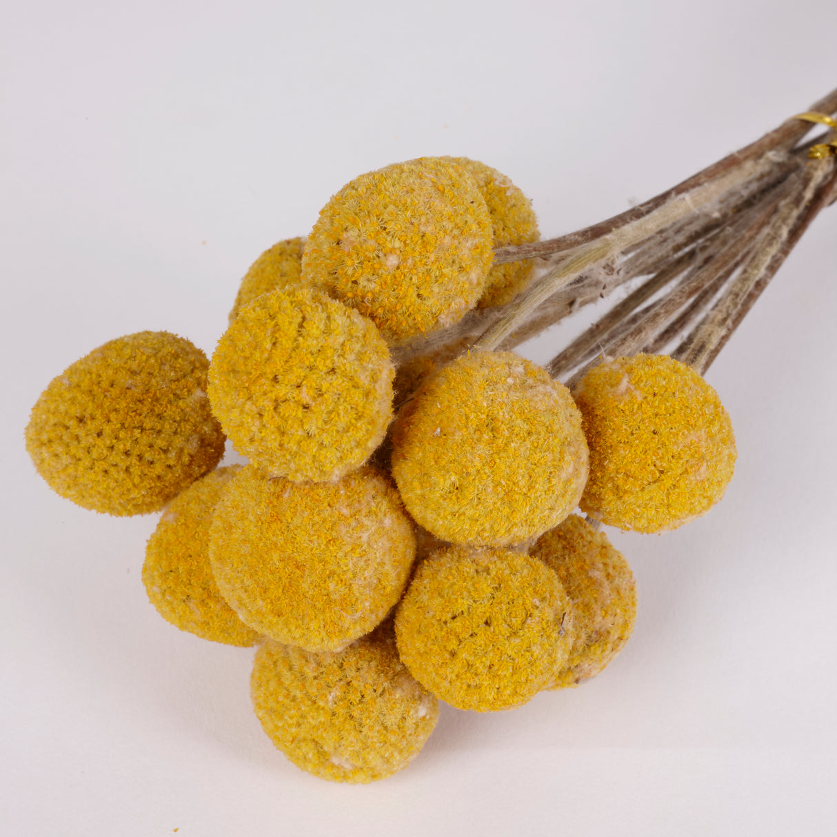 Craspedia, Dried, Natural Yellow, 15 Stem Bunch