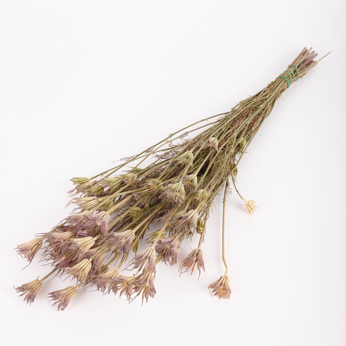 Nigella orientalis, natural, 100g Bunch