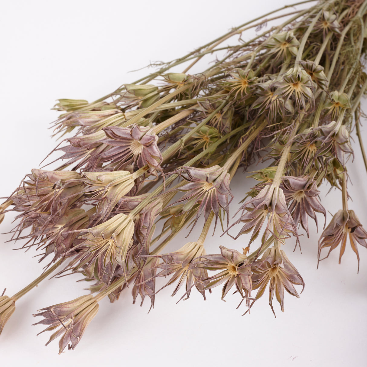 Nigella orientalis, natural, 100g Bunch