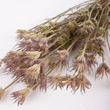 Nigella orientalis, natural, 100g Bunch