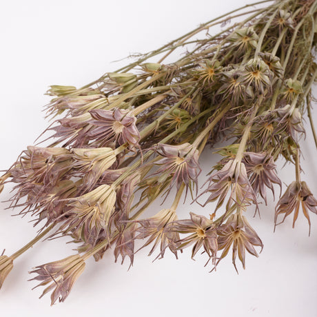Nigella orientalis, natural, 100g Bunch
