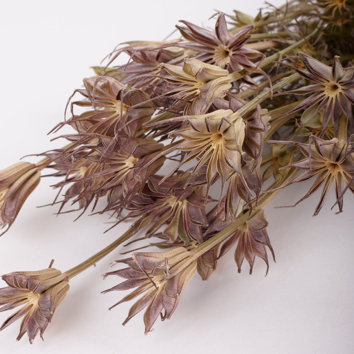 Nigella orientalis, natural, 100g Bunch