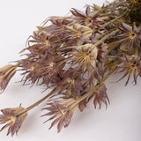 Nigella orientalis, natural, 100g Bunch