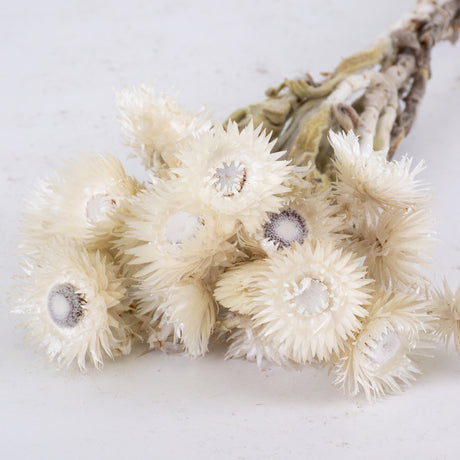 Helichrysum vestitum, Capsbloem, Natural White, Bunch