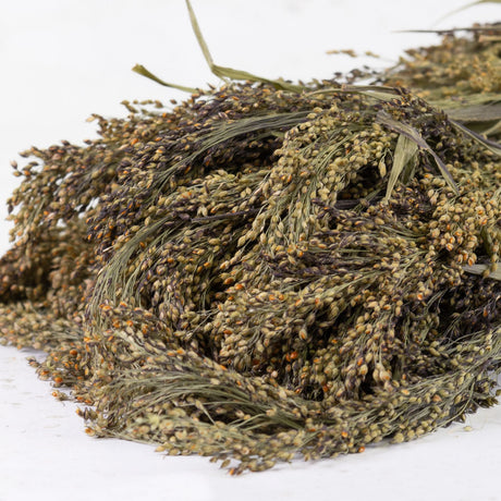 Panicum Grass, Natural Green, 70cm