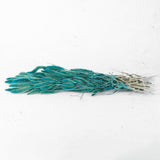 Dried Setaria Grass, Petrol Blue, 65cm Bunch