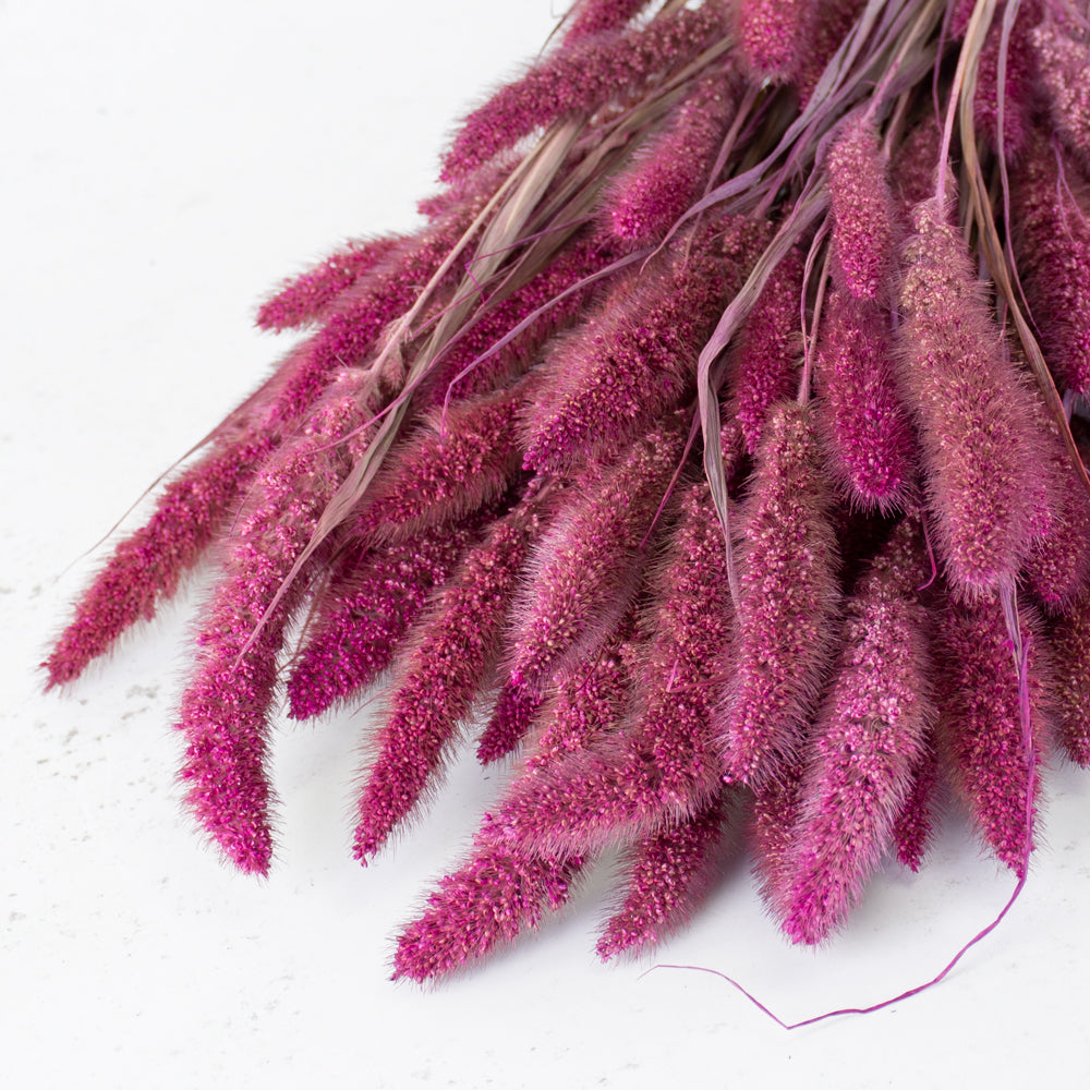 Dried Setaria Grass, Fuchsia Pink, 65cm Bunch