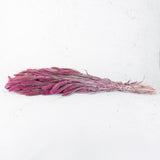 Dried Setaria Grass, Fuchsia Pink, 65cm Bunch