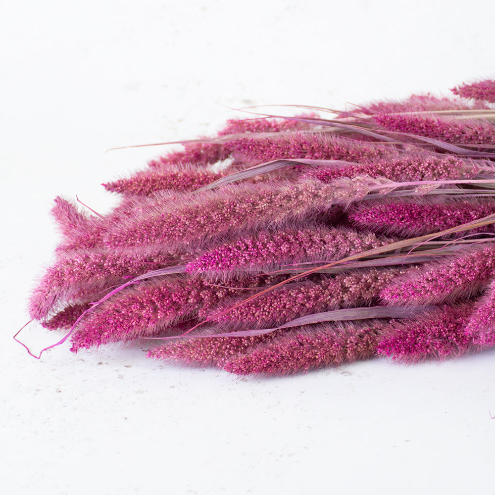 Dried Setaria Grass, Fuchsia Pink, 65cm Bunch