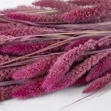 Dried Setaria Grass, Fuchsia Pink, 65cm Bunch
