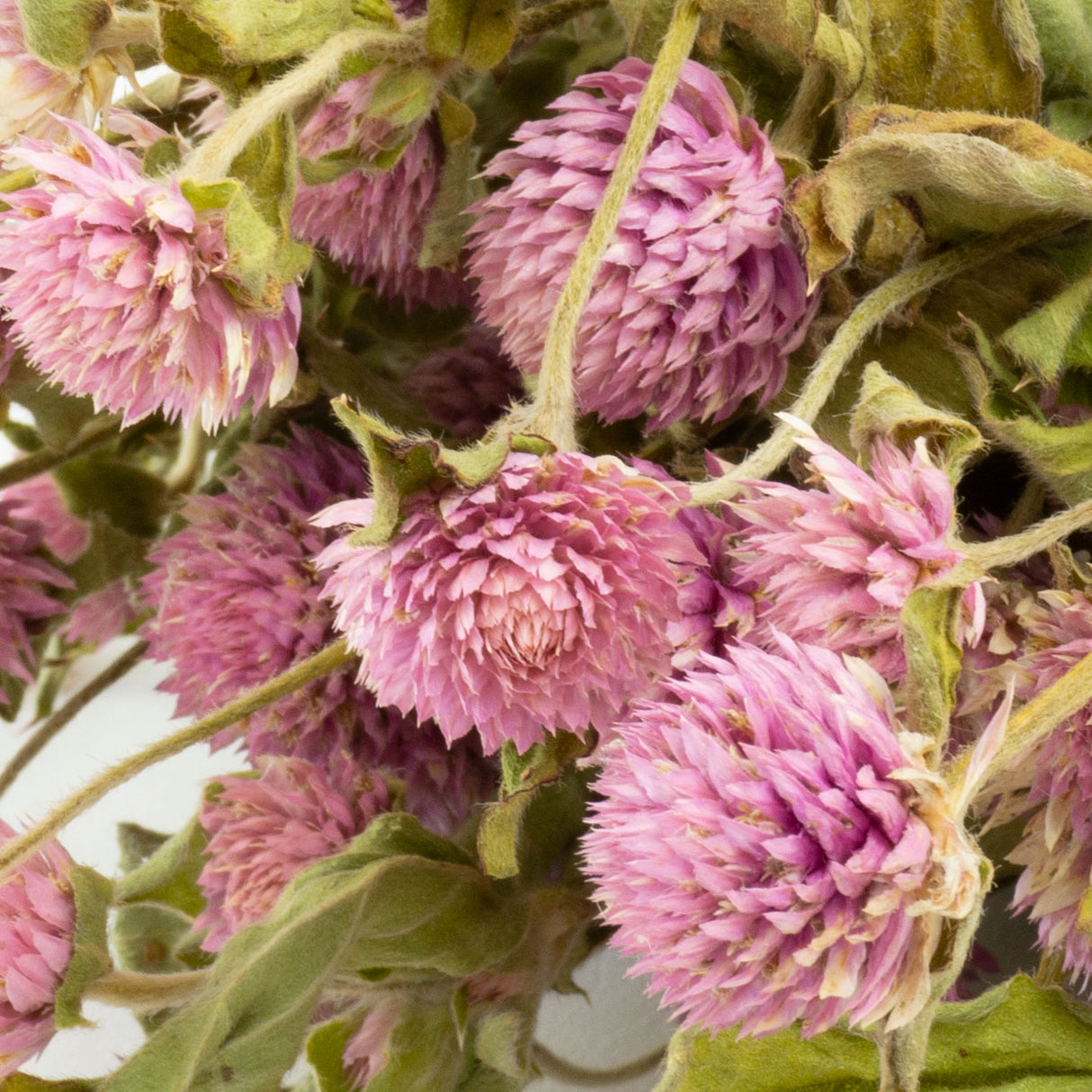 This image is a bunch of pinkish-lilac gomphrena, against a white background