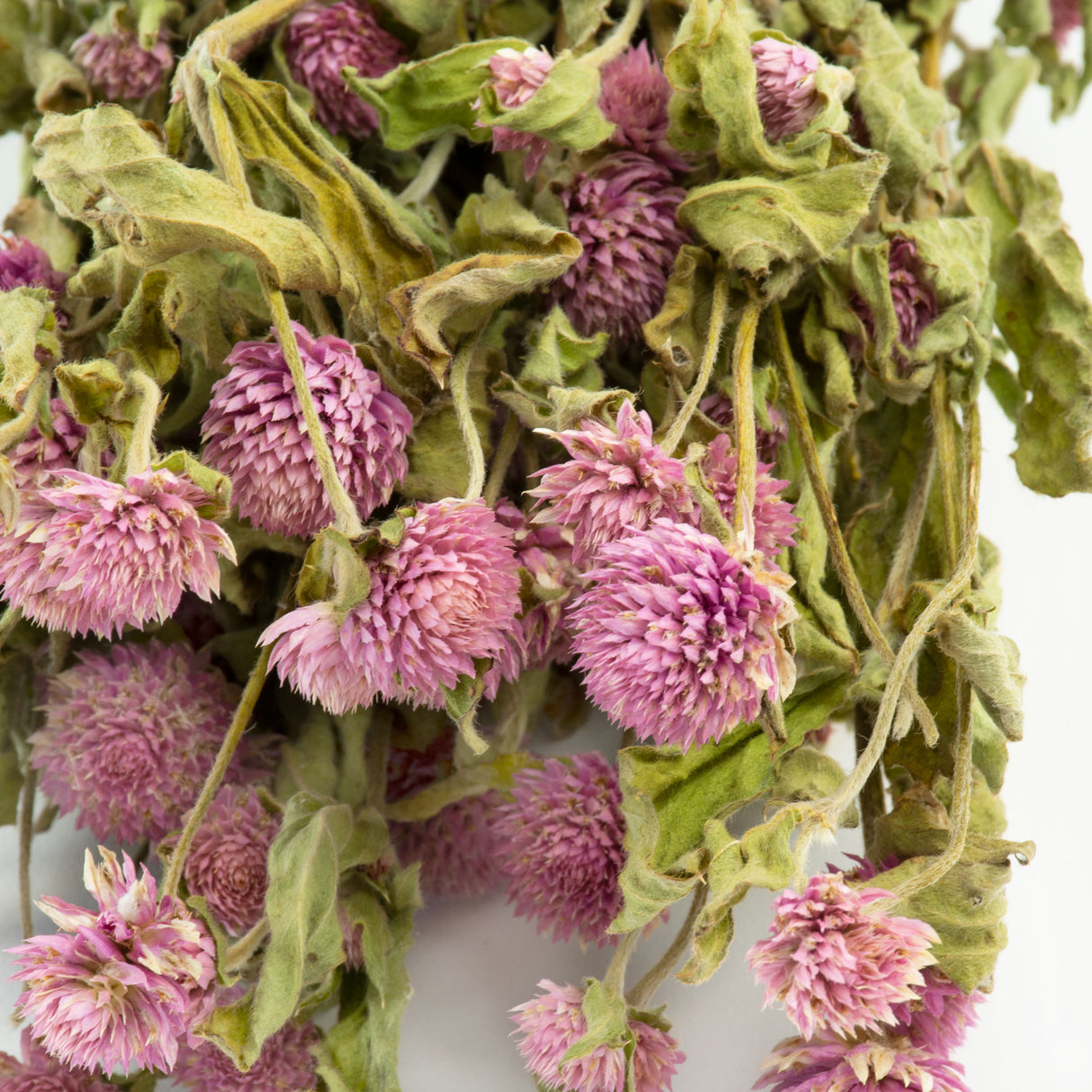 This image is a bunch of pinkish-lilac gomphrena, against a white background