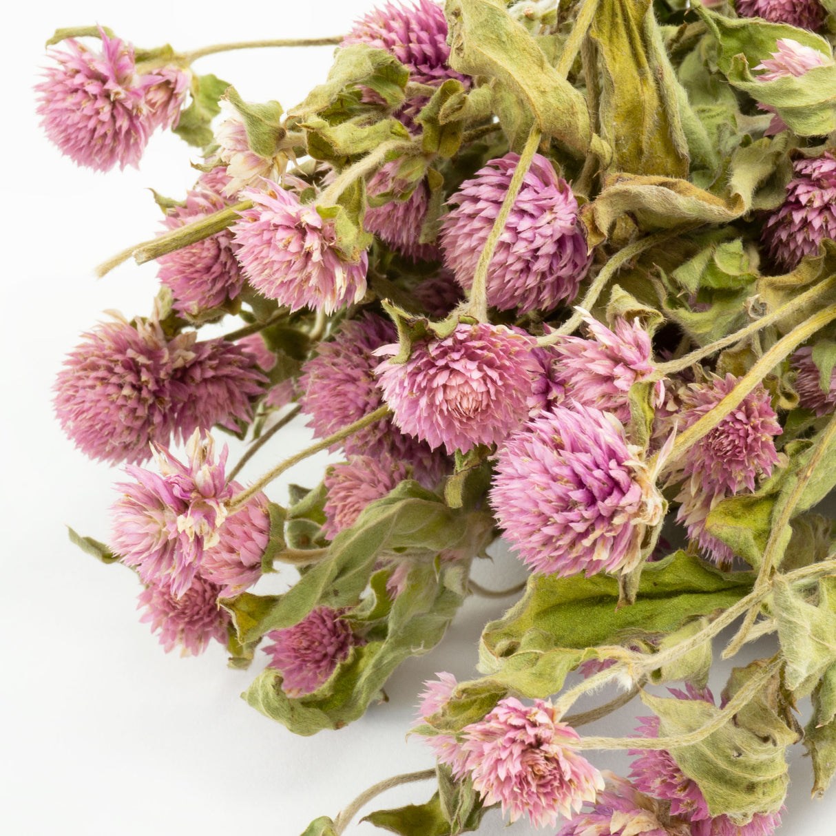 This image is a bunch of pinkish-lilac gomphrena, against a white background