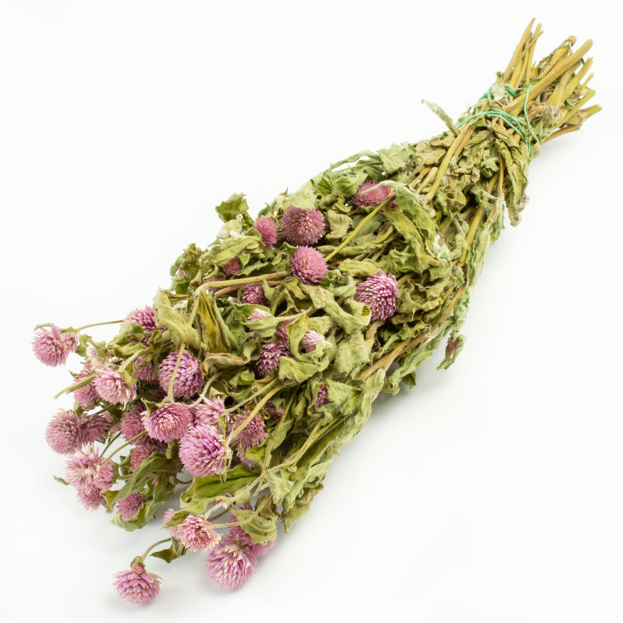 This image is a bunch of pinkish-lilac gomphrena, against a white background