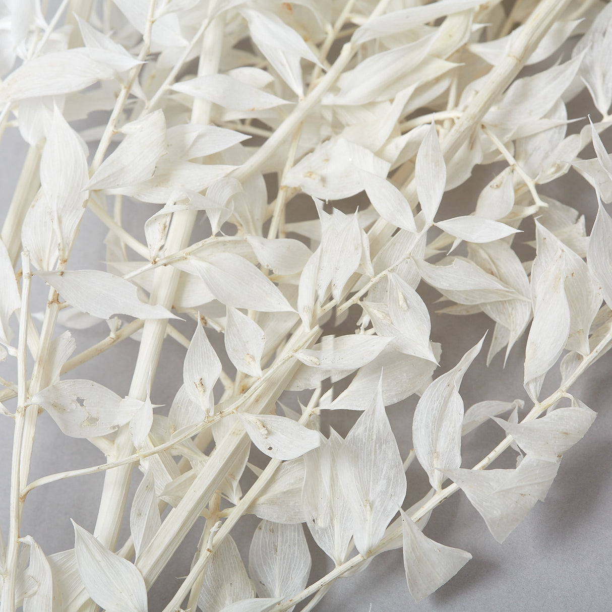 This is a bunch of Ruscus stems that have been bleached to a soft white colour.