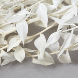 This is a bunch of Ruscus stems that have been bleached to a soft white colour.