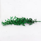 Ruscus, Preserved, Green, 150g Bunch