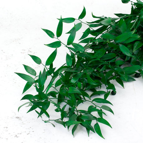 Ruscus, Preserved, Green, 150g Bunch